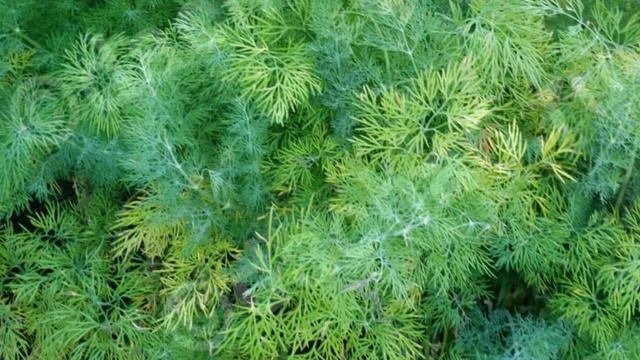 Рассказываю хитрость для посева укропа в августе смотреть онлайн