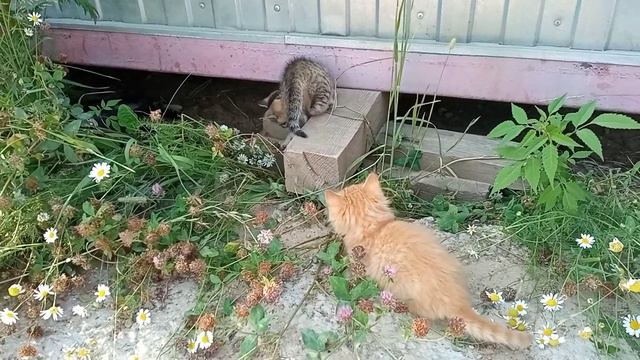 Котята в добрые руки. Москва