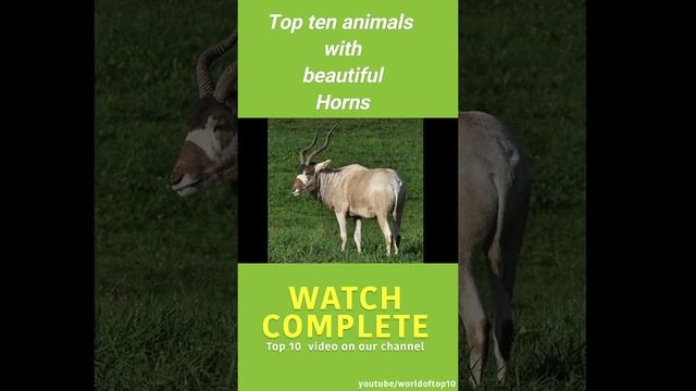 Addax Beautiful horn animals #Shorts