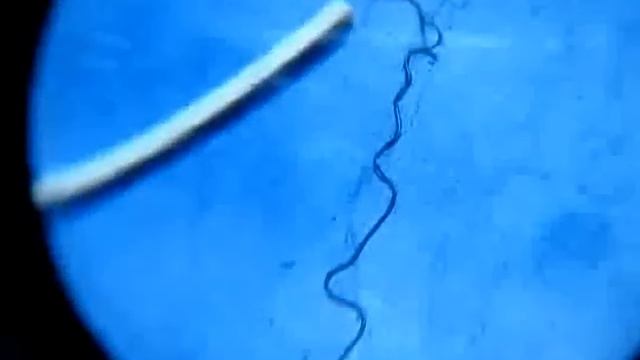 Ужас Живой волос опасное животное или насекомое смотреть онлайн