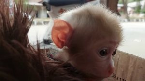Can We Go Now⁉️ PLEASE⁉️ How You Resist When This Newborn BABY Monkey Making The Most Cutest Faces❗