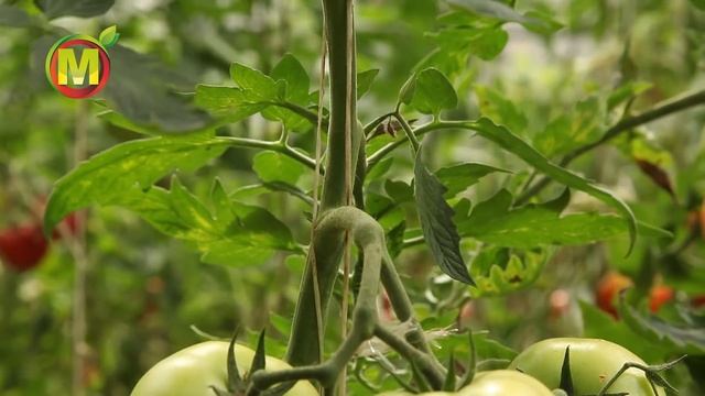 ? Обзор Томатов для Посадки в 2021. Томат ЧУДО РЫНКА F1 смотреть онлайн