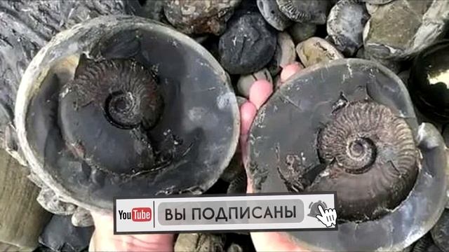 Найдено Странное Существо Самое Древнее На Планете, Которому 185 Миллионов Лет на Берегах Британии смотреть онлайн