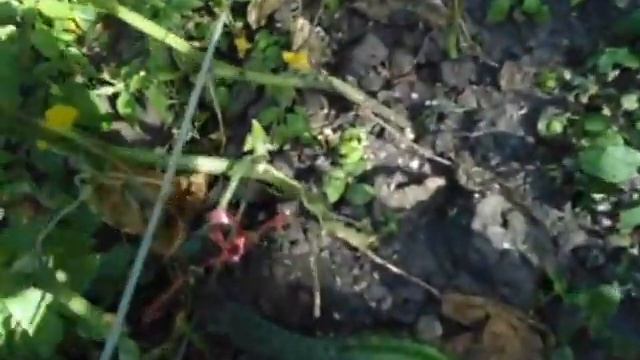 Огурцы длинные китайские смотреть онлайн