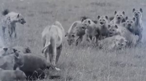 Самые Удивительные Схватки Диких Животных. ЛЕОПАРД ПРОТИВ ПИТОНА!