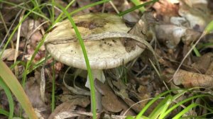 Какие грибы можно собирать в воронежских лесах?