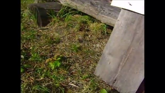 Ружьё Иж 94 Север 5,6+20 смотреть онлайн