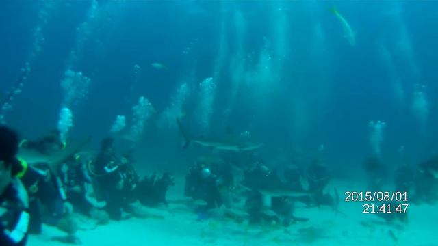 Feedeng shark on the Bagamas with Stuart Covs .2015.Кормление акул со Стюартом Ковс на Багамах смотреть онлайн