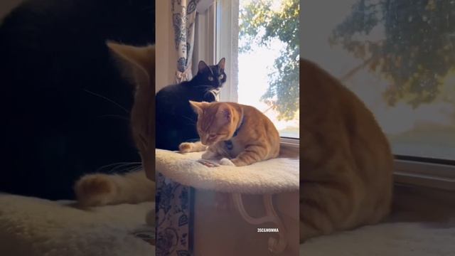 Kitty Soap Opera: Chapter 75... The Sass Mouth, Alcoholic, Catnip Dealer, and Pentecostal Kitties. смотреть онлайн