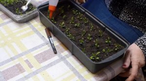 Cадовая гвоздика. Посев, всходы, уход и все подкормки, посадка в грунт, цветение все в одном видео!