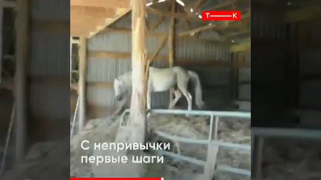 Бедное животное.Насколько жестоки люди. смотреть онлайн