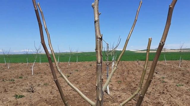 41- Chandler Ceviz Bahcesinde 1. katı oluşturuyoruz, 3 yaş,300 fidan, Şanlıurfa, Hilvan, rakım: 785 смотреть онлайн