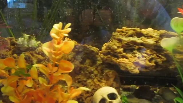 НАШ АКВАРИУМ Большие американские цихлиды Акары и Астронотус смотреть онлайн