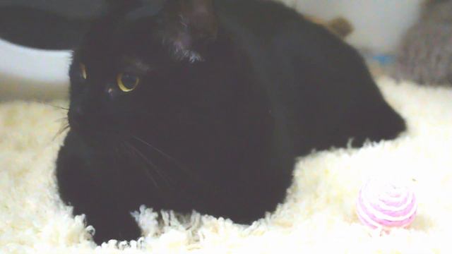 Скромняга ЯНИС 😚 ★ ЖДЁМ В ГОСТИ ВАШИХ ПИТОМЦЕВ ★ обещаем беречь как своих! смотреть онлайн