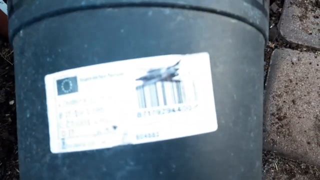 Karłatka z leroy merlin | nowa roślina, przesadzanie odc. 29 смотреть онлайн