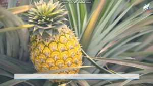 Окружающий мир 1 класс тема: "Как мы будем заботиться о здоровье?"