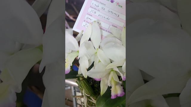 Cattleya nobilior semialba "Gnomus", melhor planta da Exposição de Orquídeas de Campo Grande #short смотреть онлайн