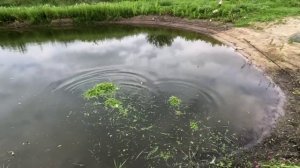 Разведение раков как бизнес , раки повсюду , нерест и линька у раков в пруду на участке
