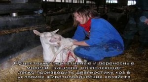 Как определить беременность козы?