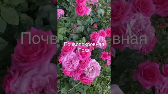 Почвопокровная Роза 2 год цветения