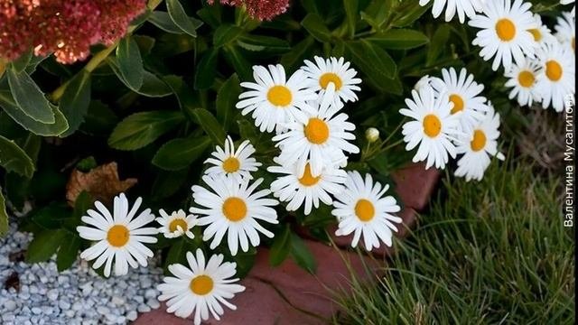 ❀ 17 многолетних растений, которые помогут сохранить непрерывное цветение в вашем саду. Часть 2