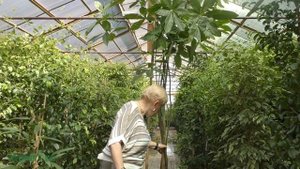 Пахира — выращивание и уход в домашних условиях.