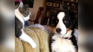 Смешные видео с котиками и собачками #15