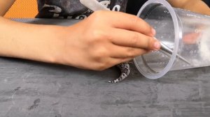 БЕРЕМЕННАЯ САМКА ЭУБЛЕФАРА