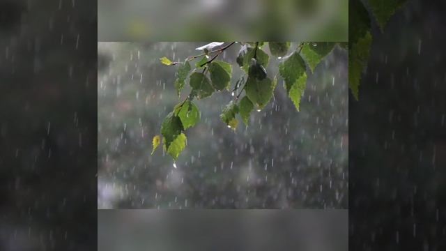 Сон за 5 минут - природа, дождя, звук птица и т.д смотреть онлайн