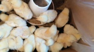 Бройлеры на даче. Мои первые ошибки.