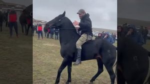 Чемпион Карачаевской породы Густой Тип жеребец Къуанч