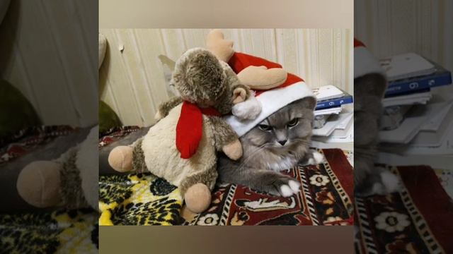 ПОДБОРКА МЕМОВ#1
КАК КОТЫ ВИДЯТ ЕЛКУ смотреть онлайн