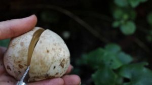 PAPRASTOJI PONIABUDĖ (Common stinkhorn / Phallus impudicus)