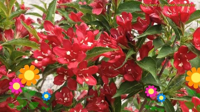 Вейгела цветущая Неин Руж. Краткий обзор, описание характеристик weigela florida Nain Rouge смотреть онлайн