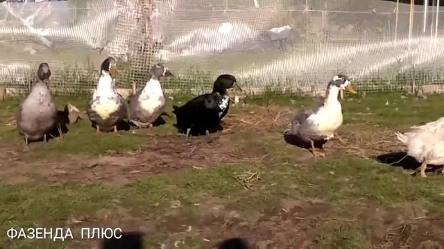 ГОЛУБОЙ ФАВОРИТ, мои утки/// смотреть онлайн