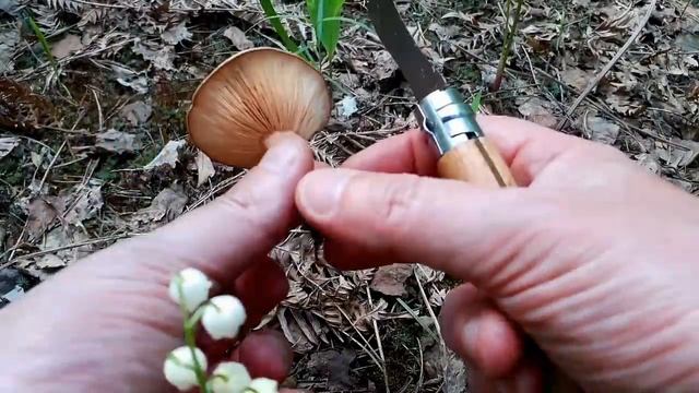 МИЛЛИОН ГРИБОВ! Горькушки начинают наступление!