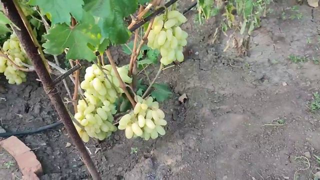 Виноград Алинка смотреть онлайн