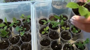 Хлороз !!! Как оперативно избавиться от болезни ?