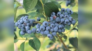 Голубика Элизабет