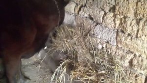 Что давать корове сразу после отёла?🐂😊Мой бычок👍👍.корова хулиганка🐂😊😊👍👍