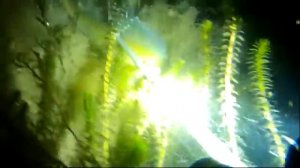 Хари, Лёня, сети браков. Подводная охота, Иркутск.