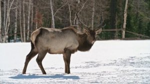 Учим Животных на английском Жираф Сова Утка Олень Развивающие Мультики для Детей