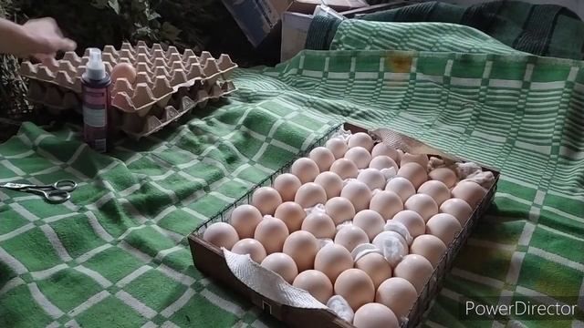 снова инкубация яиц!бройлер сел на ноги❗бизнес на бройлерах?