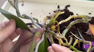 новые ОРХИДЕИ ГНИЛУШКИ желтеют листья орхидей от ствола / разбираем БЕЗ ХИМИИ гниющие орхидеи