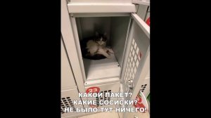 Лютые приколы. КОГДА КОТ ДУМАЕТ, ЧТО ОН ФИКСИК!!! СМЕШНЫЕ КОТЫ! Угар до слёз!! – Domi Show