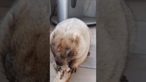 Завтрак сурка#прикольные животные#домашний сурок#marmot