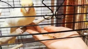 Как приучить попугая кореллу к рукам/ 1часть✿