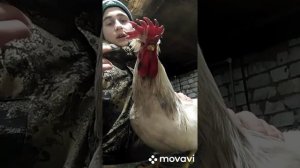 петух русская хохлатая