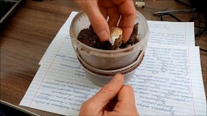 Размножение сухопутных черепах, выход из яиц. Breeding land tortoise, hatching eggs