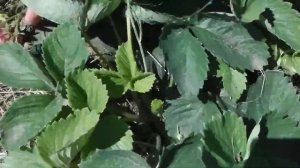 КЛУБНИКА (ЗЕМЛЯНИКА) КИСС НЕЛЛИС  - ОПИСАНИЕ СОРТА